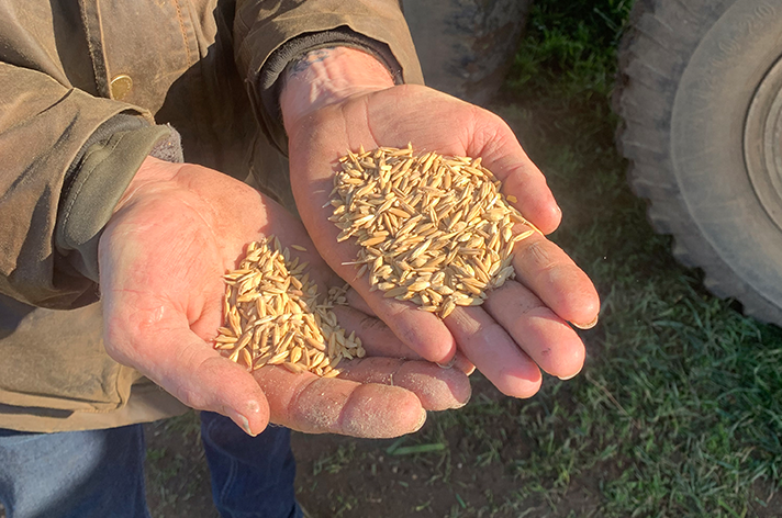 Holding grain in hands