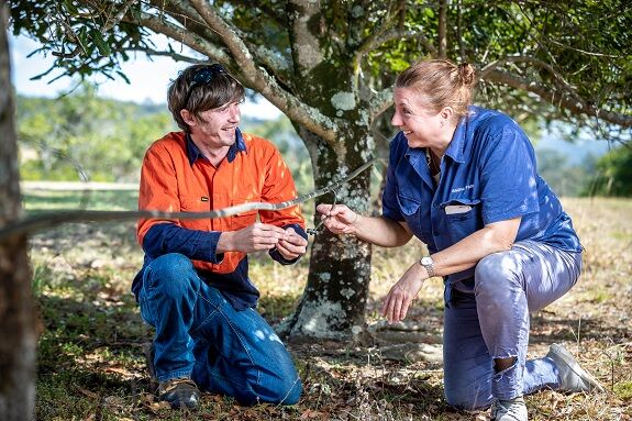 Richard reaps reward on Baupal Park Macadamia Farm