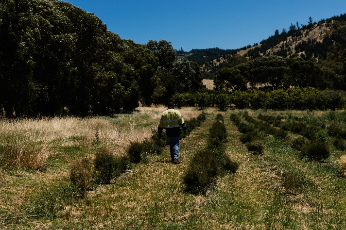 man in a paddock